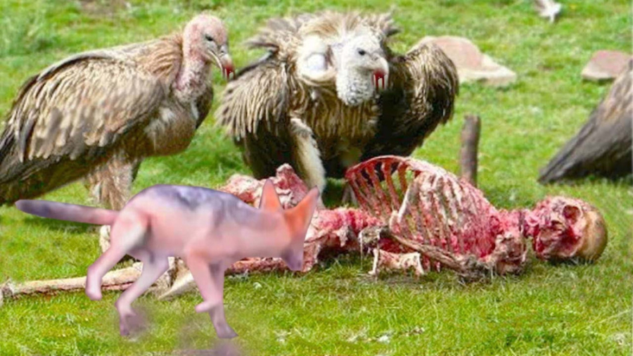 خطرناک ترین پرنده های جهان حتی...