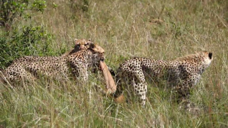 شکار آهو توسط یوزپلنگ  شکار دی...