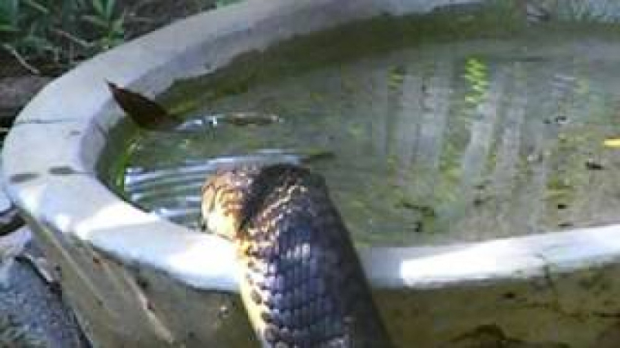 مار کبرا  کلیپ مار کبرا  شاه ک...