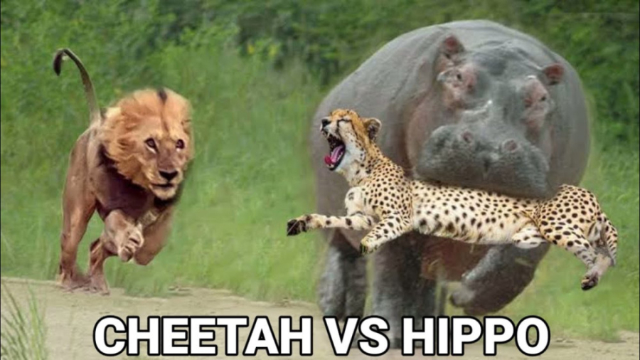 یوزپلنگ در مقابل اسب آبی حیوان...