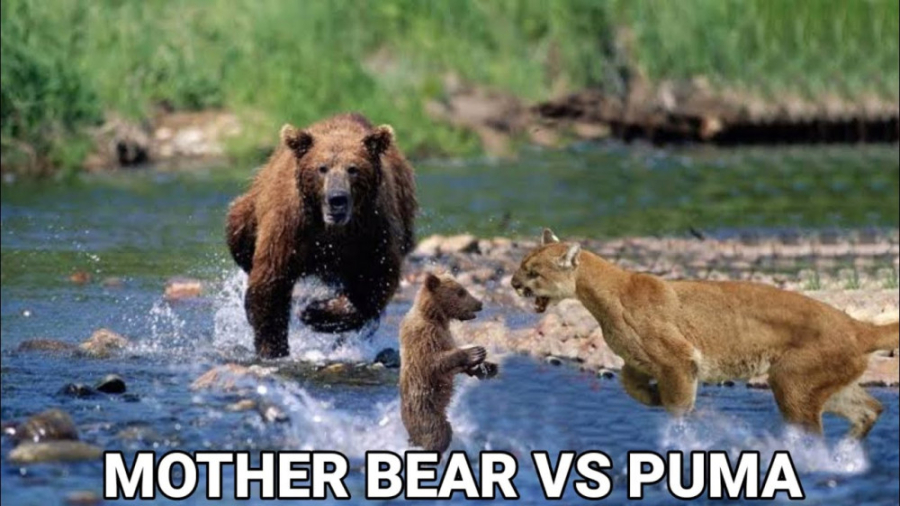 شیر کوهی در مقابل خرس  نبرد حی...