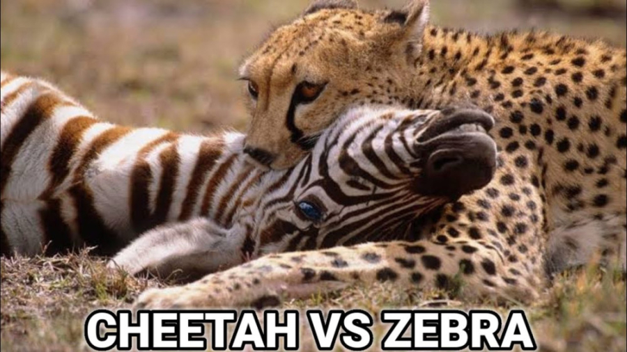 یوزپلنگ در مقابل گورخر  شکار گ...