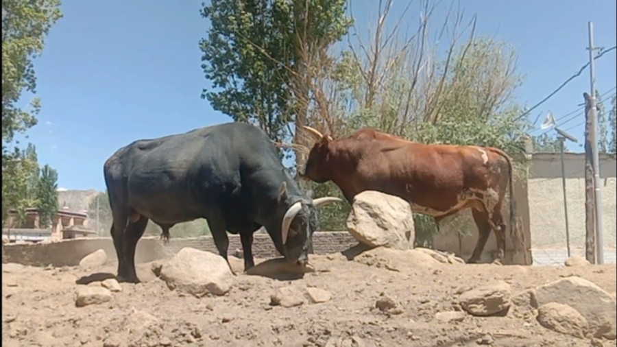 مبارزه با گاو نر  بهترین دعوای...