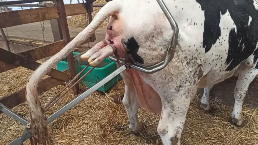 زایمان غیر طبیعی گاو ، زایمان...