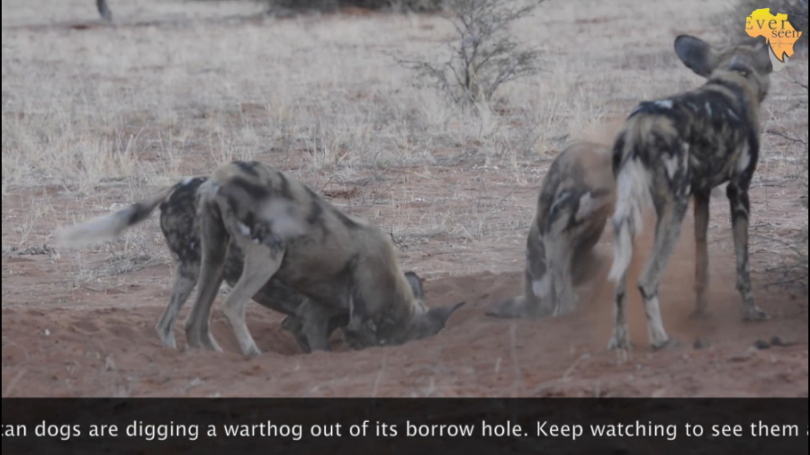 شکار دیدنی نادر سگ های وحشی  ش...