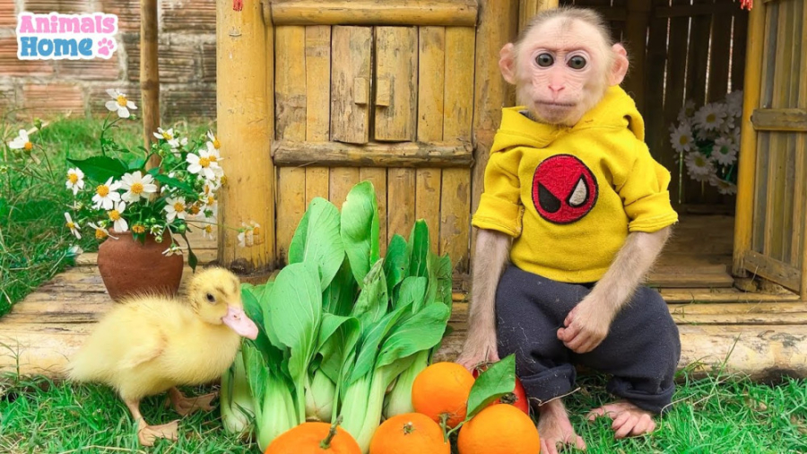 میمون کوچولو مطیع به پدر کمک م...