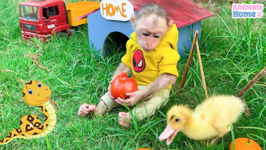 میمون کوچولو به جوجه اردک کمک...