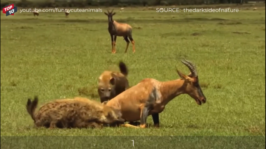 يازده صحنه دلسوزانه زنده خورده...