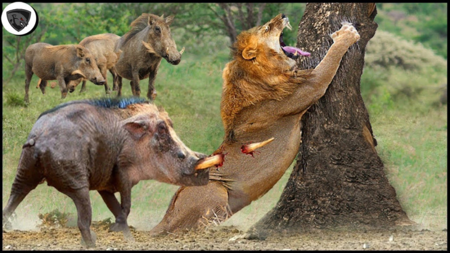 حمله گراز عصبانی به شیر  نبرد...