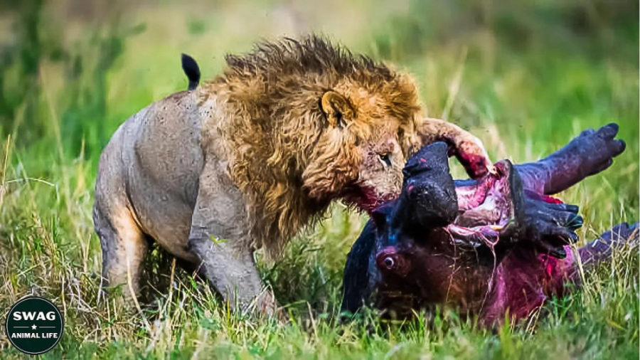 7 صحنه حملات وحشیانه شیر ها و...