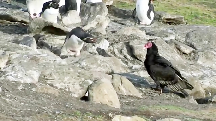 شکار غریبانه بچه پنگوئن