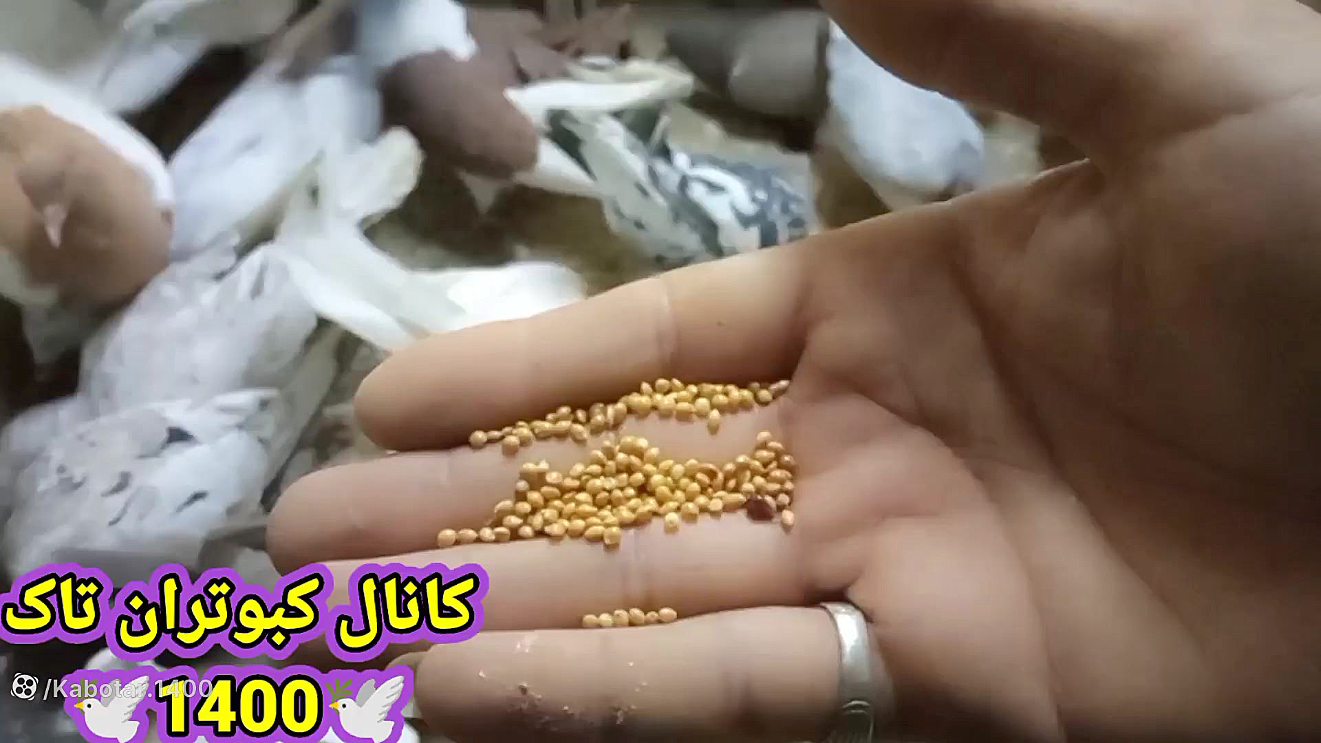 چکار کنیم کبوترا بخونن شاداب و...