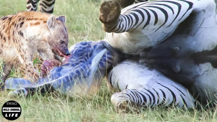 گورخری که با درماندگی در میان...