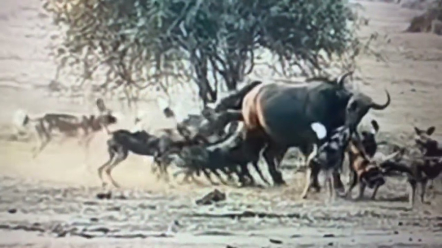 بوفالوها در مقابل سگ های وحشی
