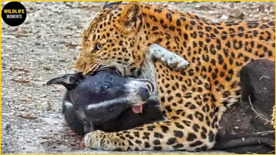 حیات وحش  45 لحظه پلنگ در مقاب...