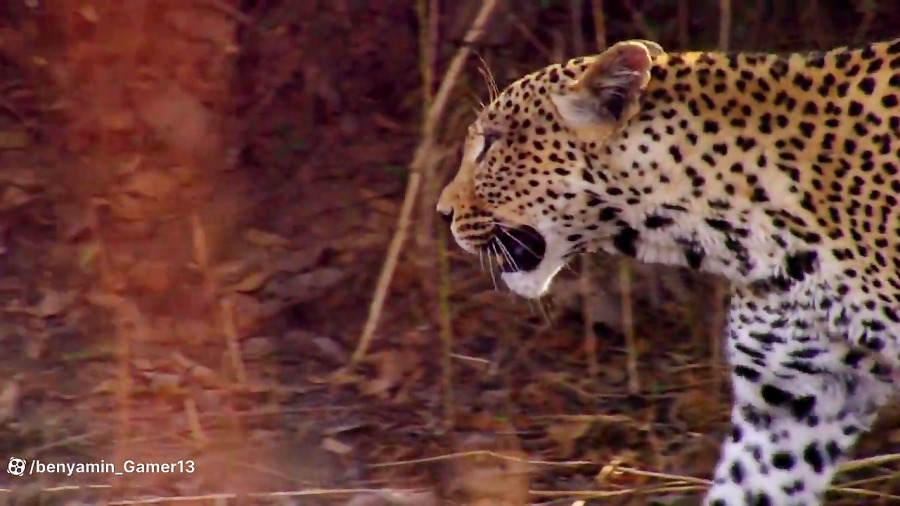 مستند شکار قسمت 1