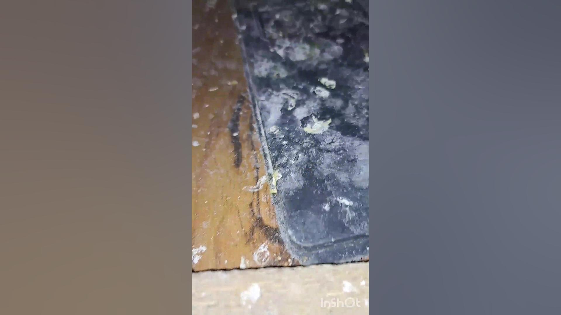 طوطی عروس هلندی