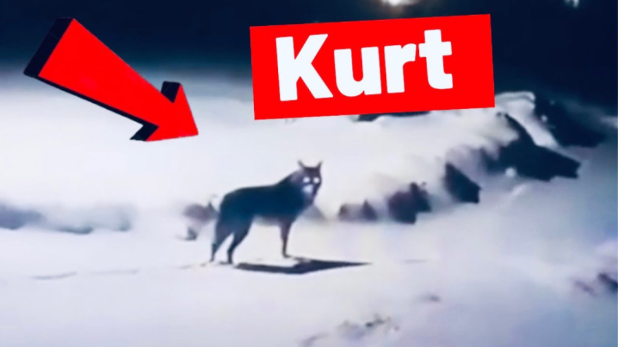 گرگ و سگ  مبارزه کانگال با گرگ