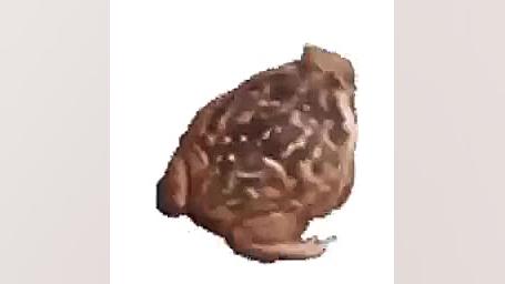 قورباغه دانا