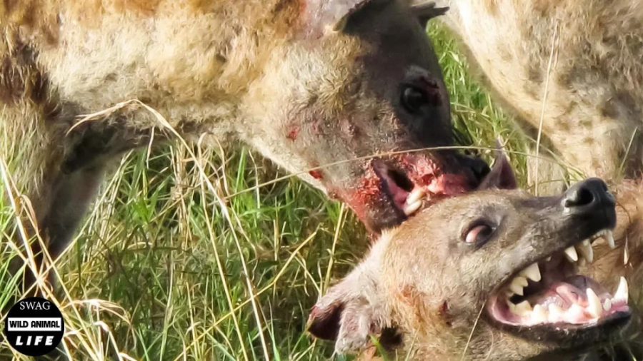 وقتی کفتار توسط شیر و دیگر کفت...