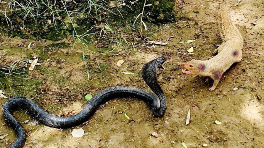 جنگ مانگوس با مار باورنکردنی !...
