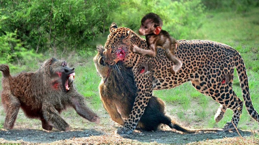 بابون در مقابل پلنگ  مبارزه پل...