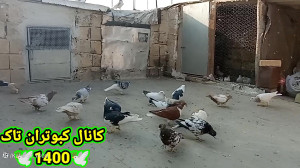 نمایشی از جوجه کبوترای داداش ی...