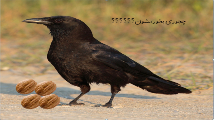 خوردن گردو توسط کلاغ(ببینید چه...