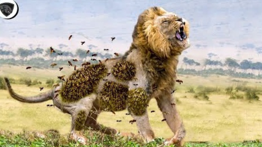 حیات وحش، حمله زنبورها به شیر...