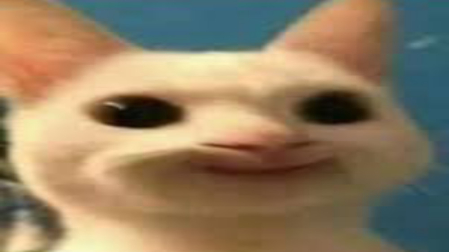 آقای میوووووووو