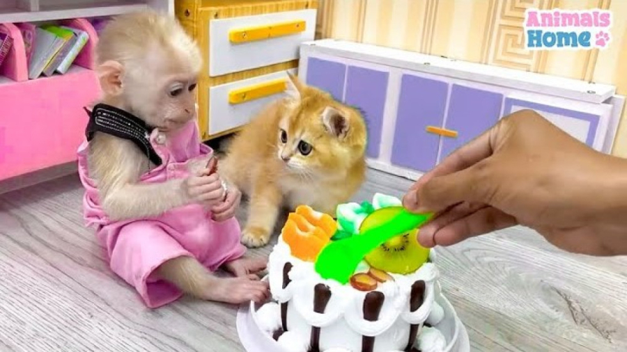 بچه میمون به پدر کمک می کند تا...