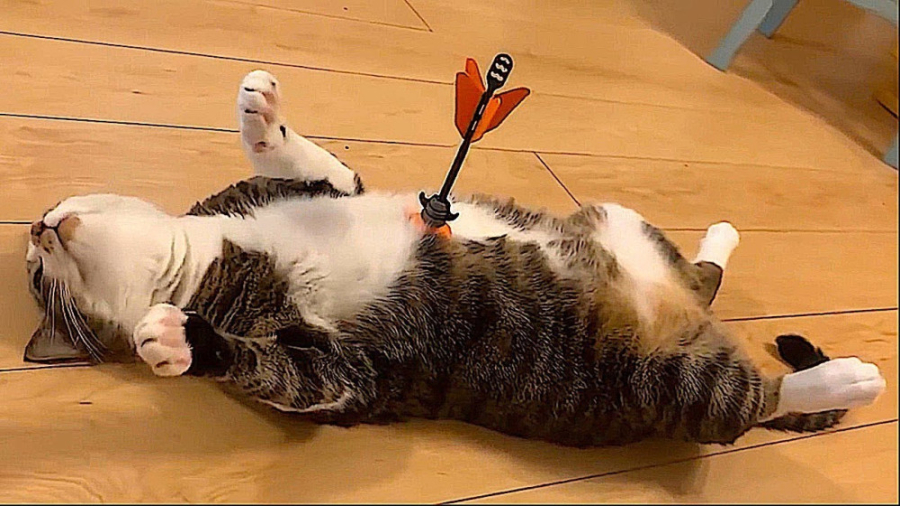 کلیپ خنده دار گربه های بازیگوش...