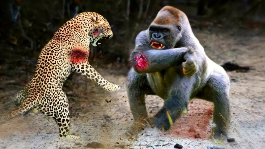 مستند حیات وحش  نبرد حیوانات...