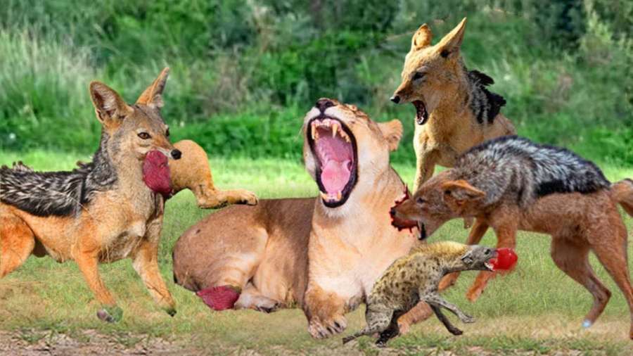 شکار حیوانات وحشی  راز بقا  مس...