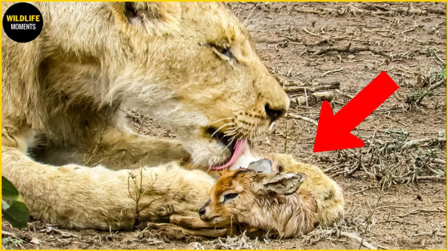 مستند حیات وحش  45 لحظه شیرها...