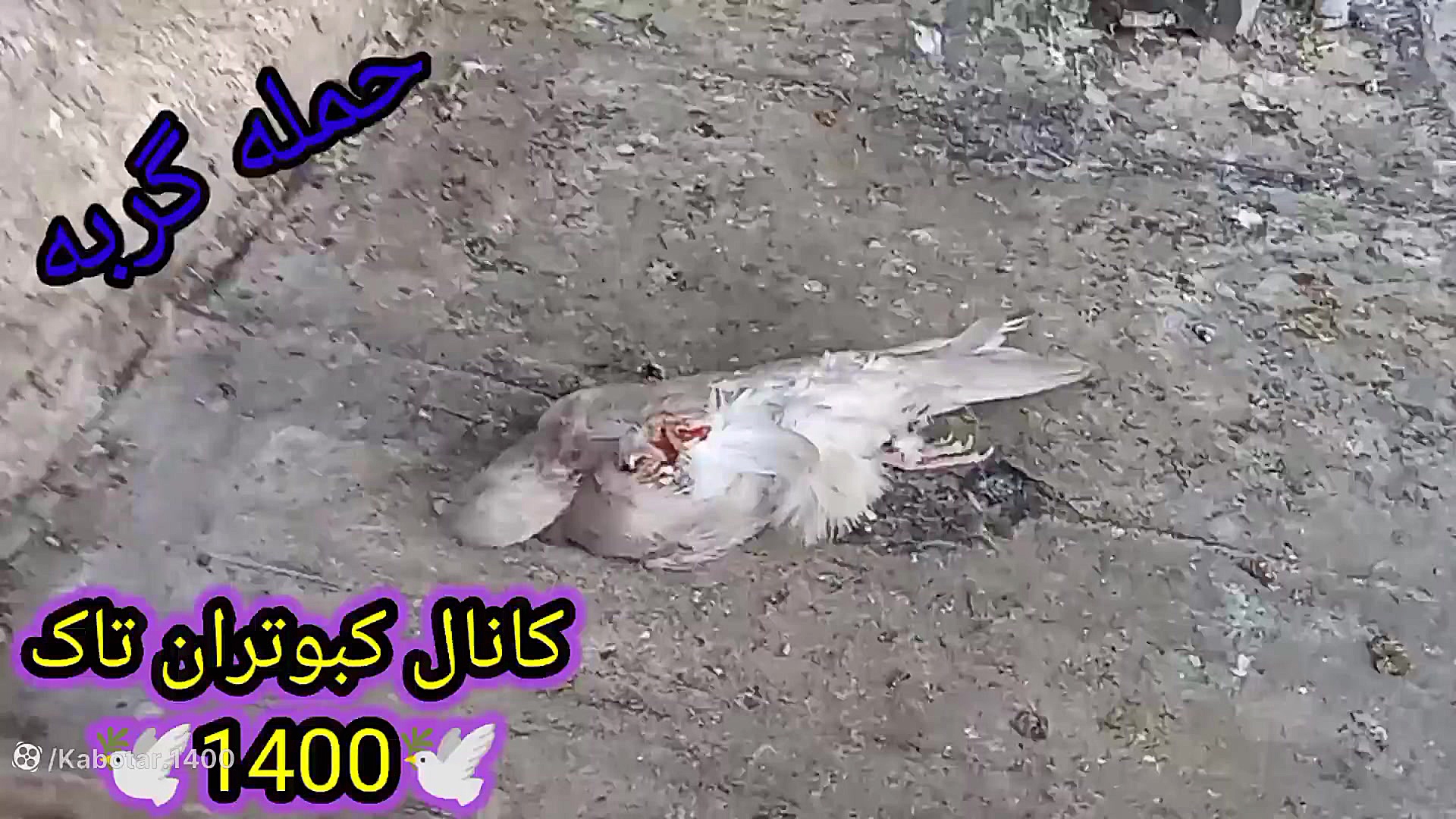 کبوتر غریب گیری شده و حمله گرب...