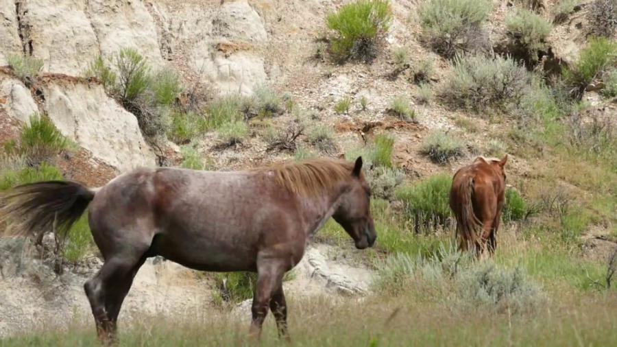 اسب های وحشی کلیپ اسب های دیدن...