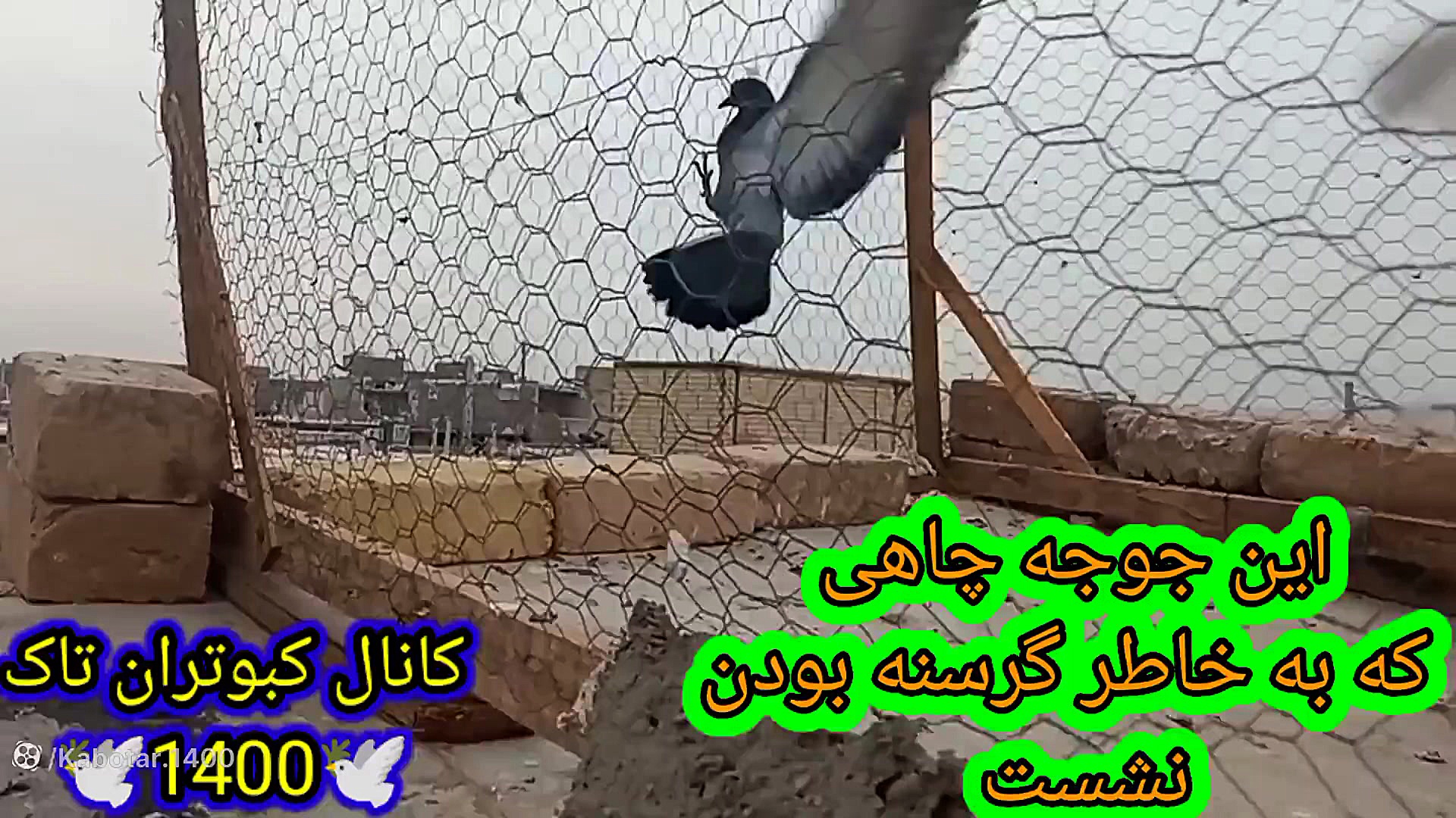 جوجه کبوتر چاهی و آزاد سازی