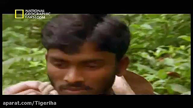 نظر نشنال جئوگرافیک درباره ببر...