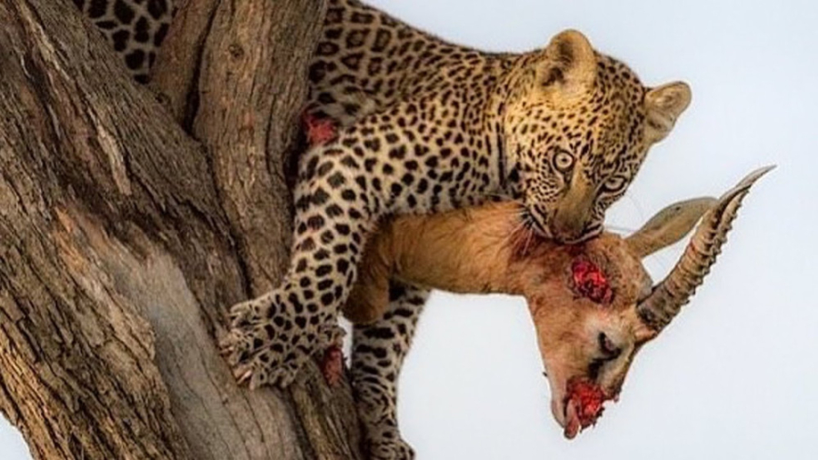 پلنگ از درخت بالا رفت و شکار ک...