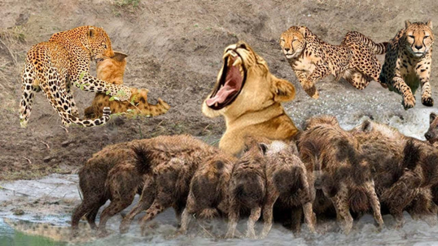 شیر و کفتار برای شکار میجنگند،...