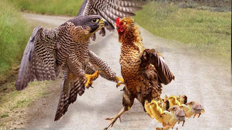 نبرد عقاب با مرغ  جنگ دیدنی عق...