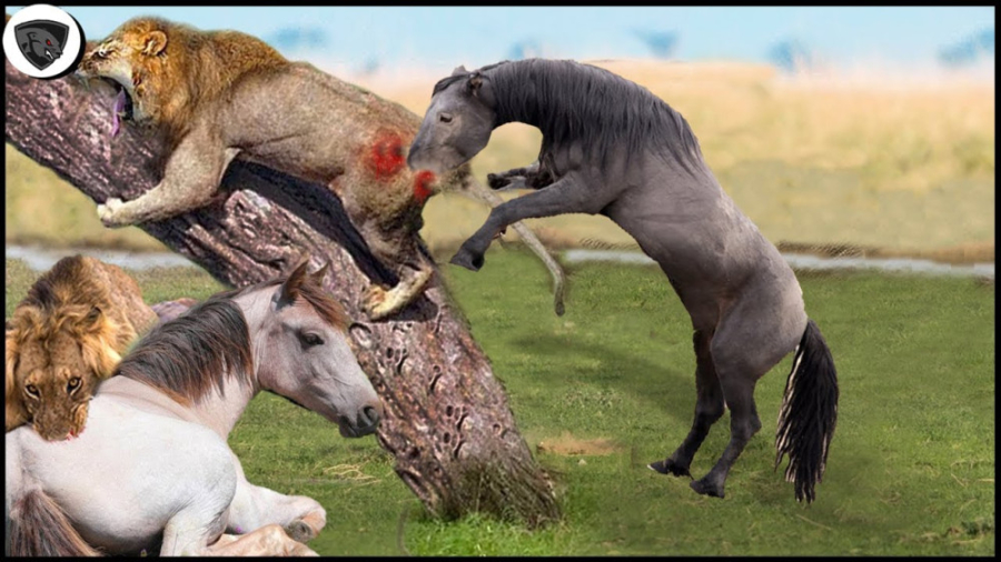 راز بقا  اسب های وحشی مستند حی...