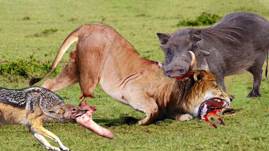 راز بقا  شکار توله گراز توسط ش...