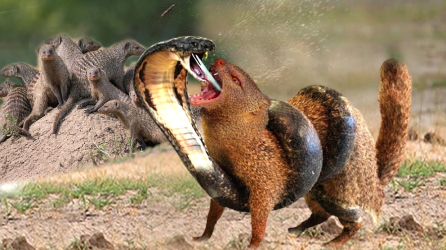 مستند حیات وحش  مار کبری در قا...