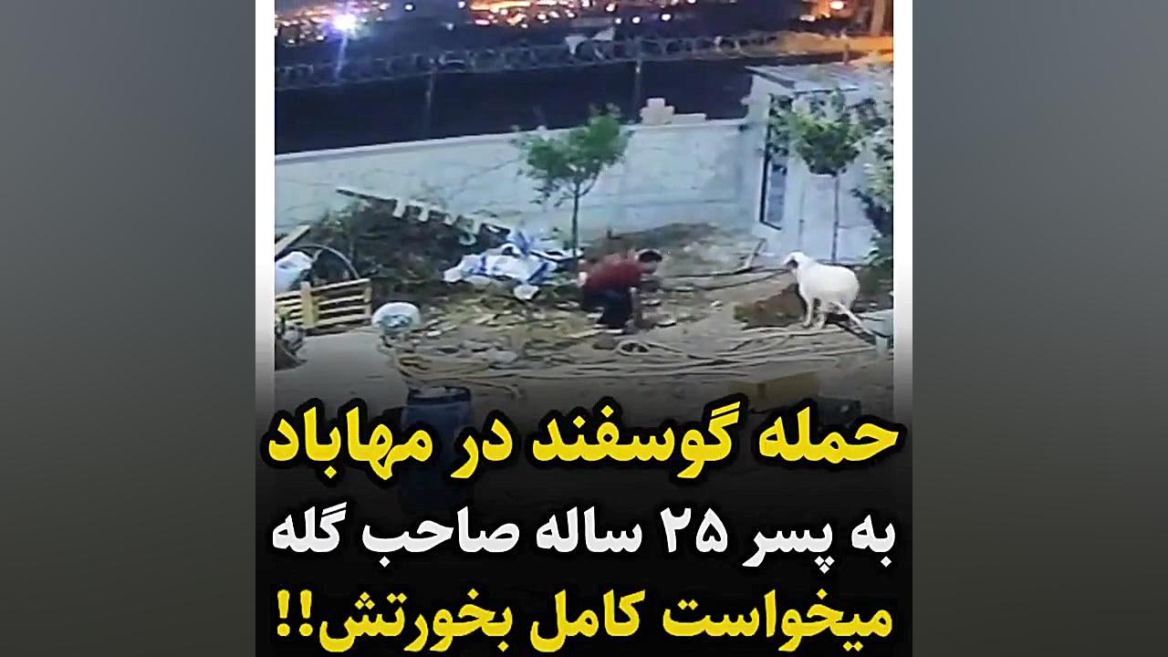 حمله گوسفند خنده دار