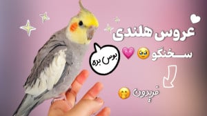 حرف زدن عروس هلندی سخنگو :: عر...