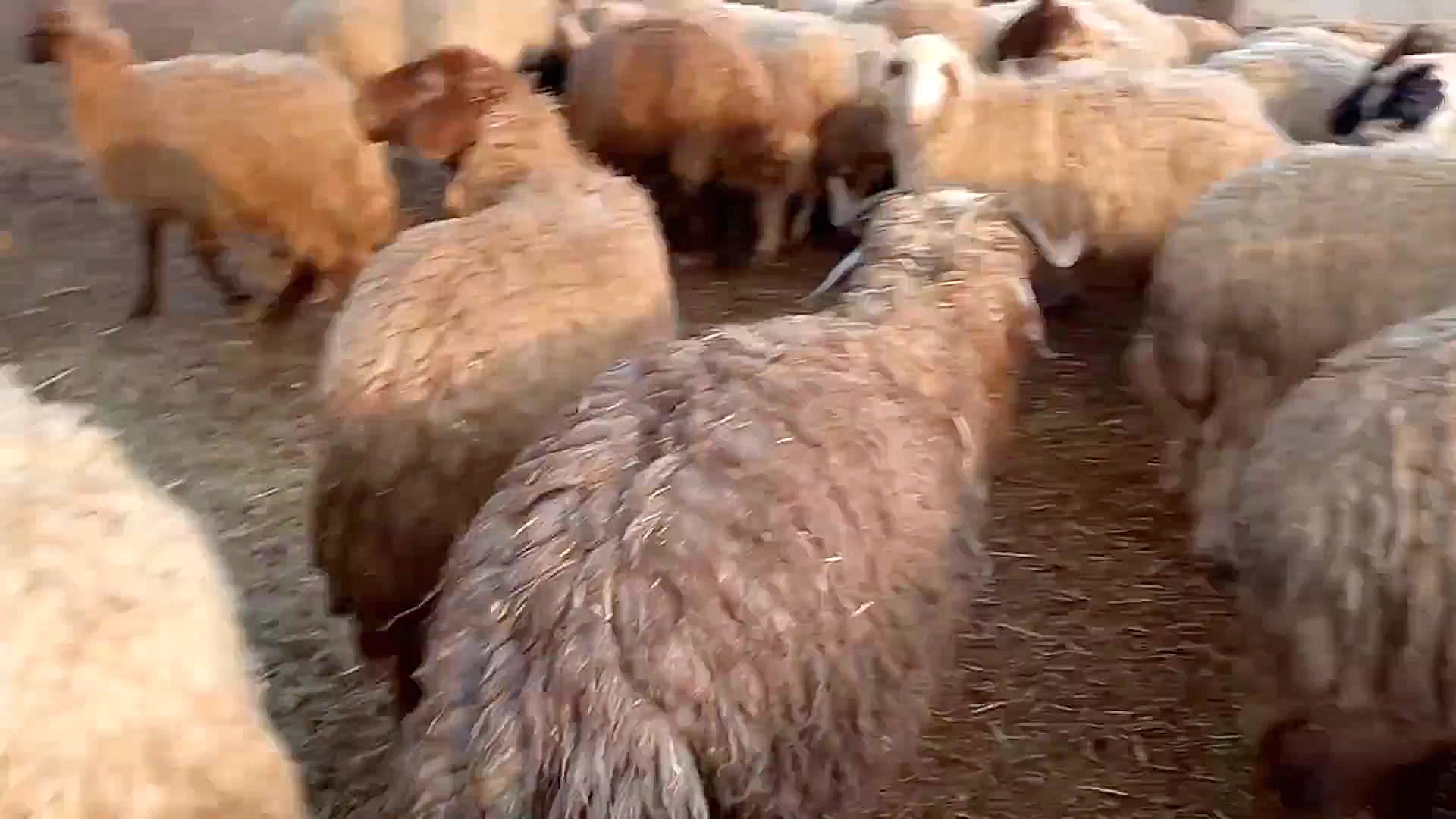 گوسفند های پدربزرگم