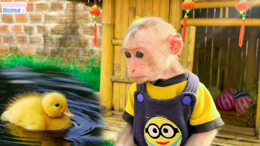 میمون کوچولو به پدر کمک می کند...