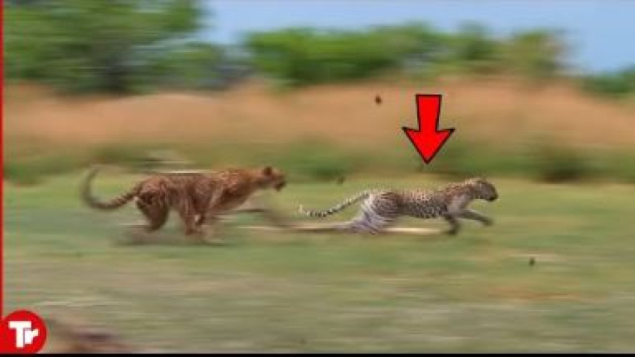 ببینید وقتی این پلنگ به یوزپلن...